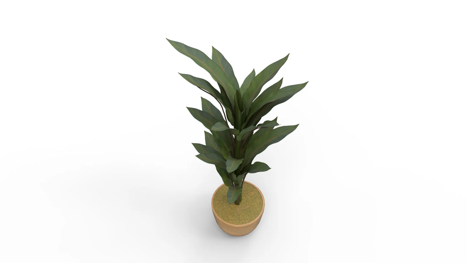 Banana Leaf Tree in Planter Image 7
