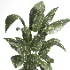indoor plant 058 - Thumbnail 3