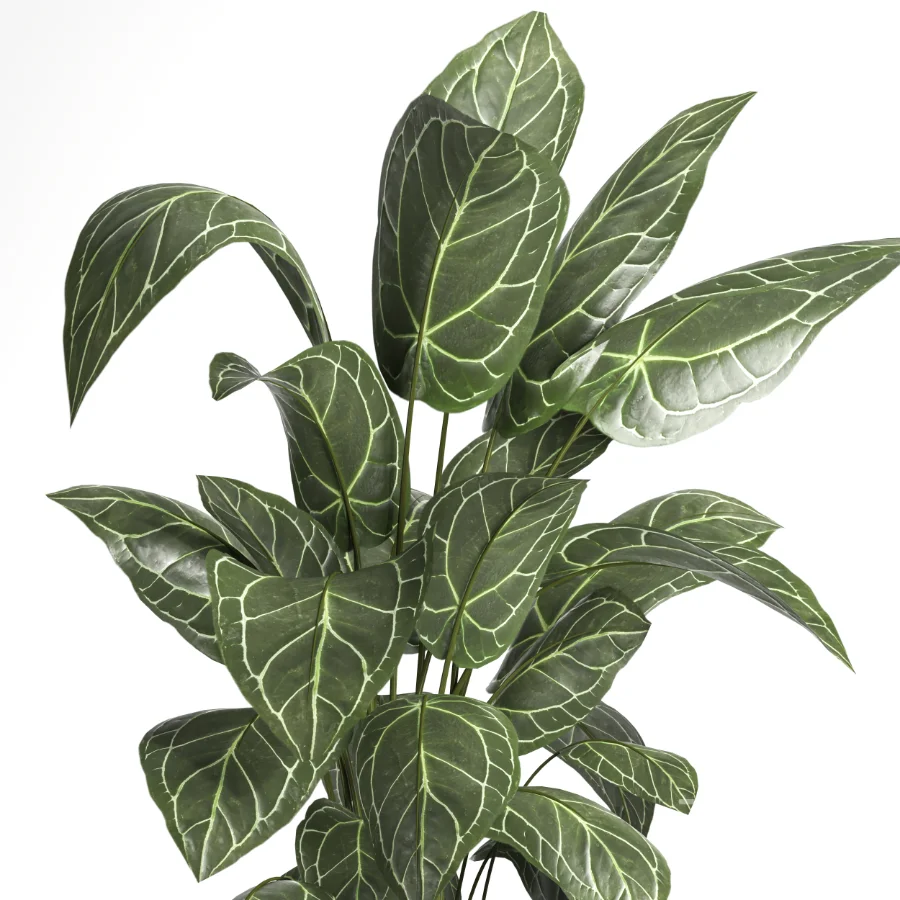 indoor plant 058 Image 3
