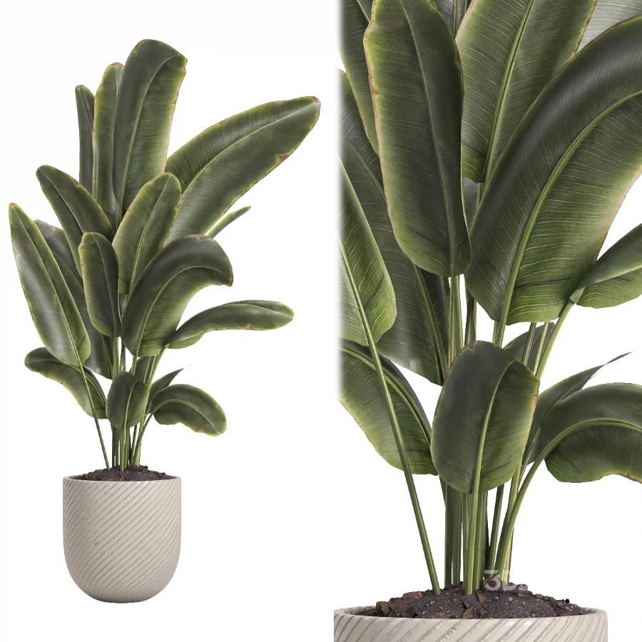 indoor plant 060 Image 2