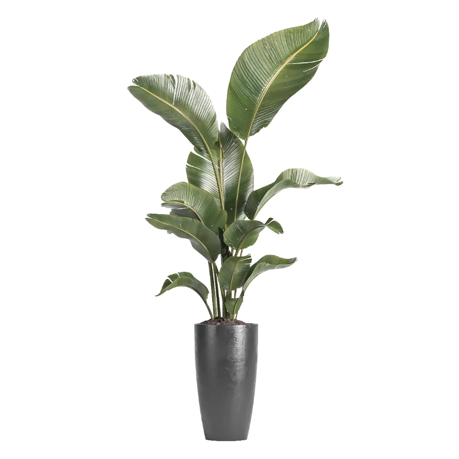 indoor plant 081 Image 2