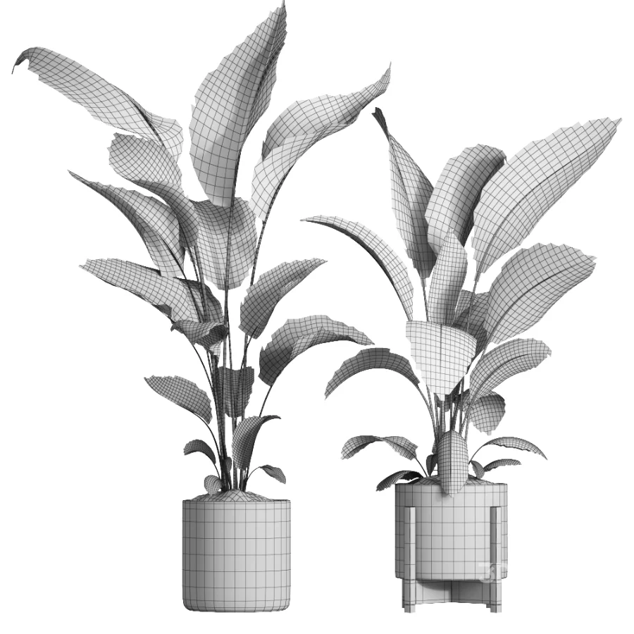 indoor plant 062 Image 4