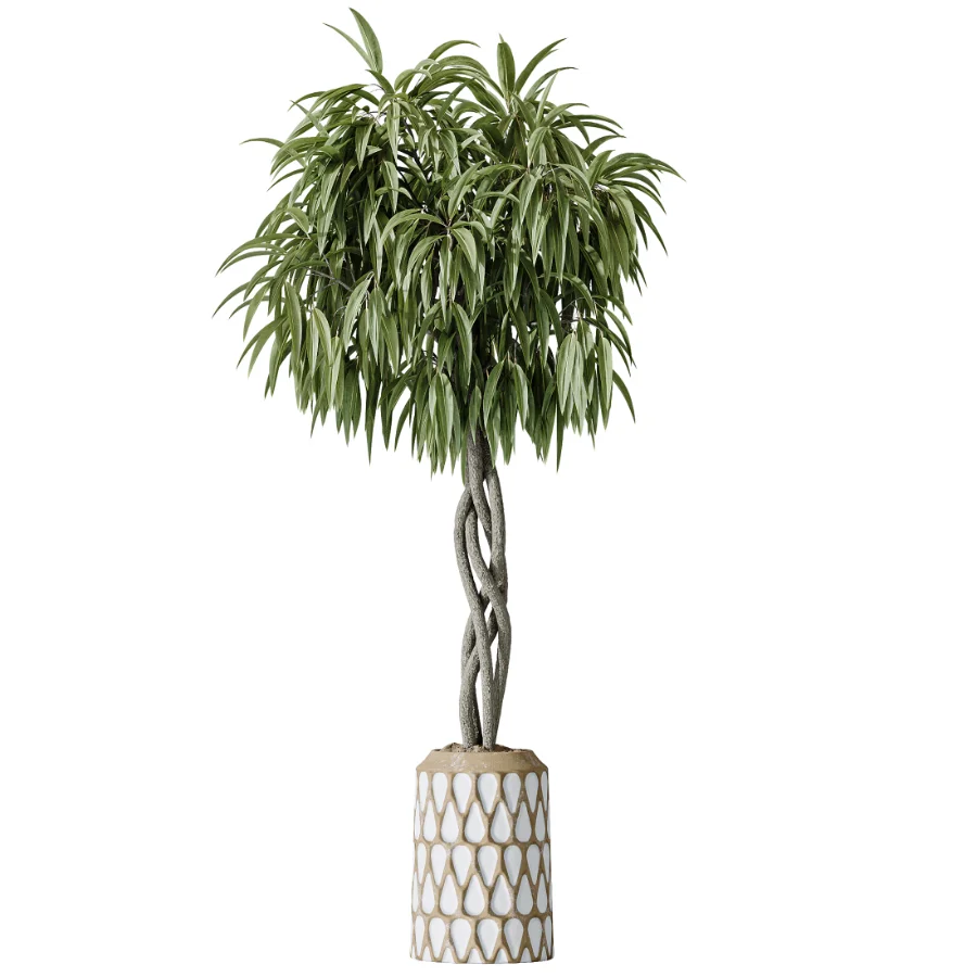 AV Indoor Plants Set 481 Palm Pachira Sansevieria Ficus Olive Image 3