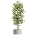 AV Indoor Plants Set 489 PalmCalathea Lutea Olive Ficus - Thumbnail 3