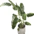 indoor plant 077 - Thumbnail 3