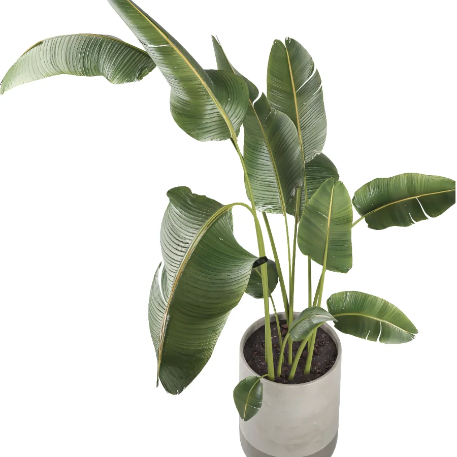 indoor plant 077 Image 3