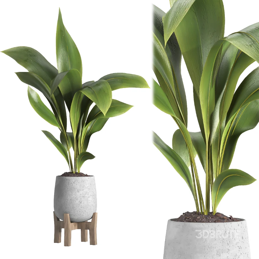 indoor plant 044 Image 4
