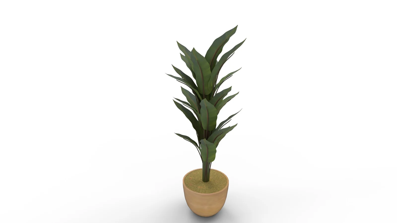 Banana Leaf Tree in Planter Image 6