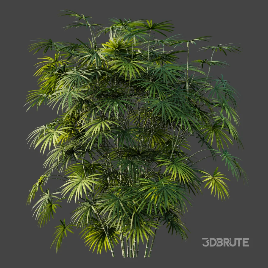 AV Plant Rhapis Excelsa Palm Bush 01 Image 4