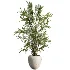 AV Indoor Plants Set 484 Areca Palm and Olive Eucalyptus and Dracaena Warnecki and Ficus Elastica - Thumbnail 3