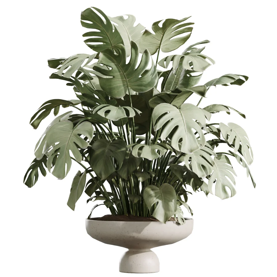 AV Indoor Plants Set 488 Olive Eucalyptus and Lady Palm and Giant Monstera and Orange Calamondin Tree Image 3