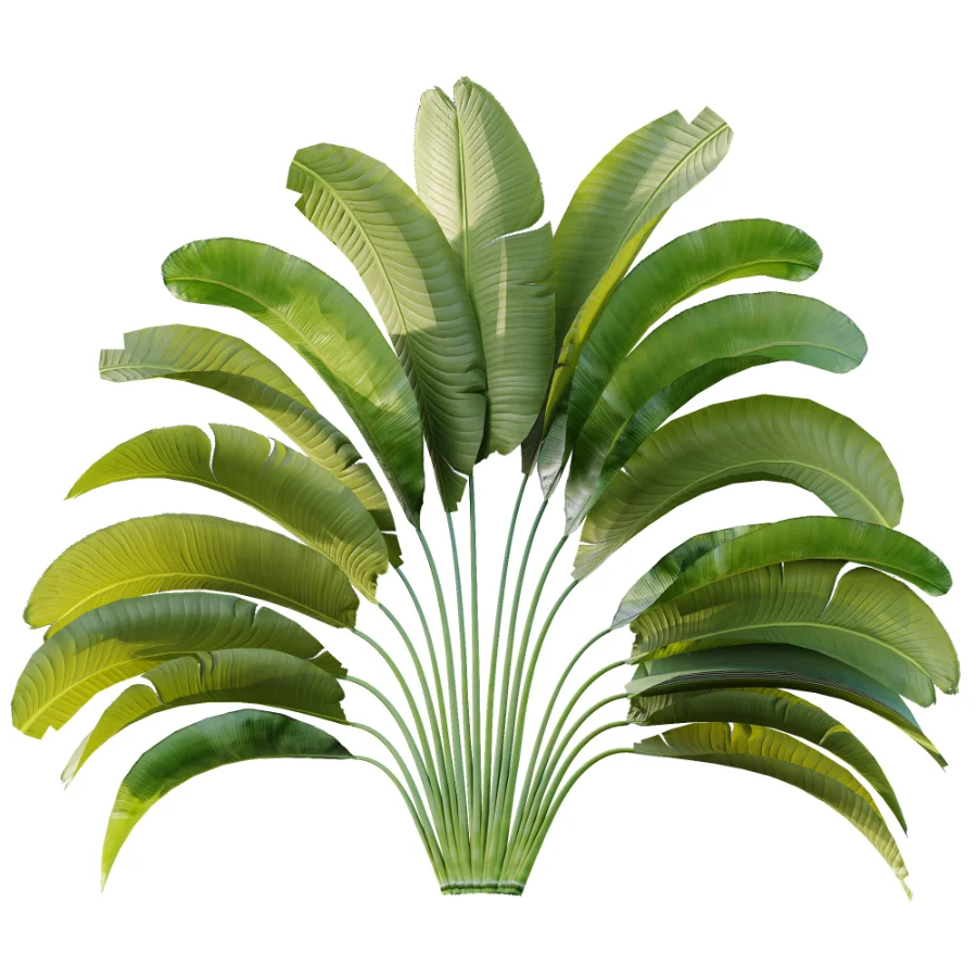 AV Plant Strelitzia Nicolai Palm Bush 01 Image 3