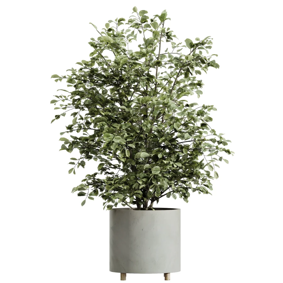 ntal greenery, making it an excellent choice for luxury interiors, hospitality spaces, commercial environments, and architectural landscape scenes. Image 4
