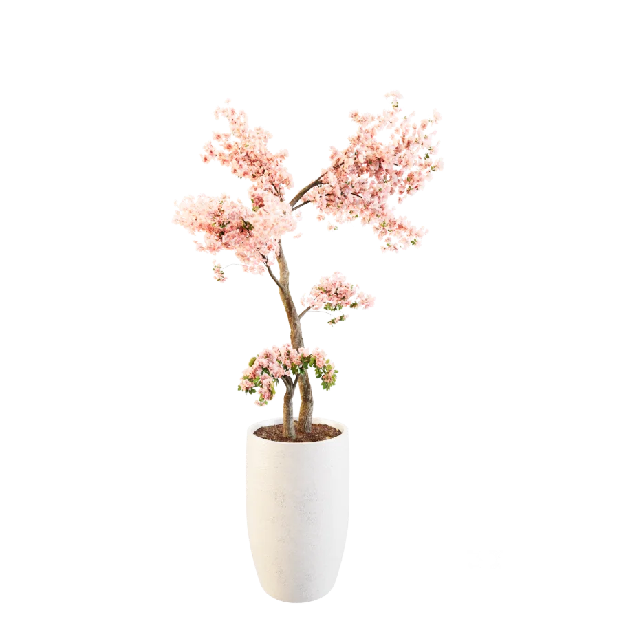 Sakura Breeze Image 2