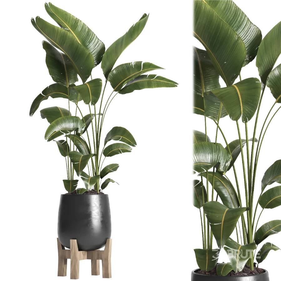 indoor plant 066 Image 2