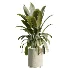 AV Indoor Plants Set 498 Cat Reed Palm Ficus Olive Zamioculcas - Thumbnail 5