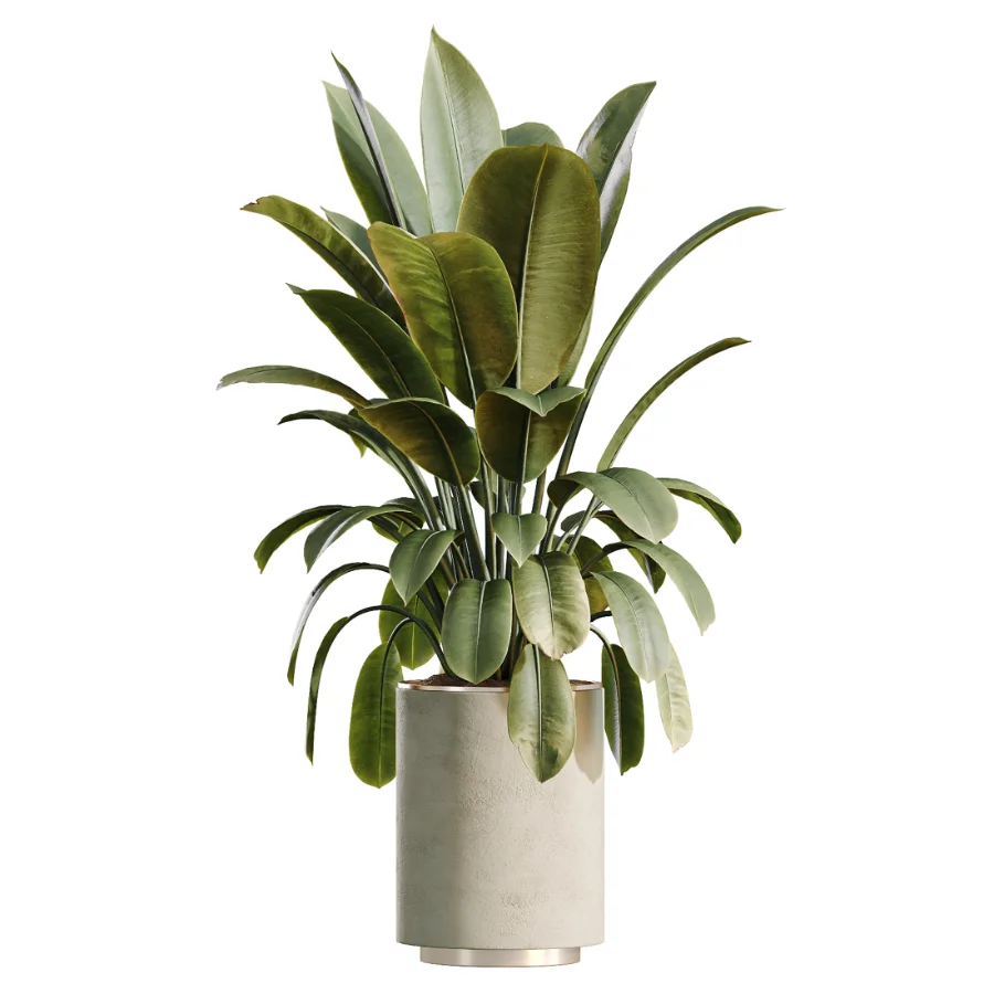 AV Indoor Plants Set 498 Cat Reed Palm Ficus Olive Zamioculcas Image 5