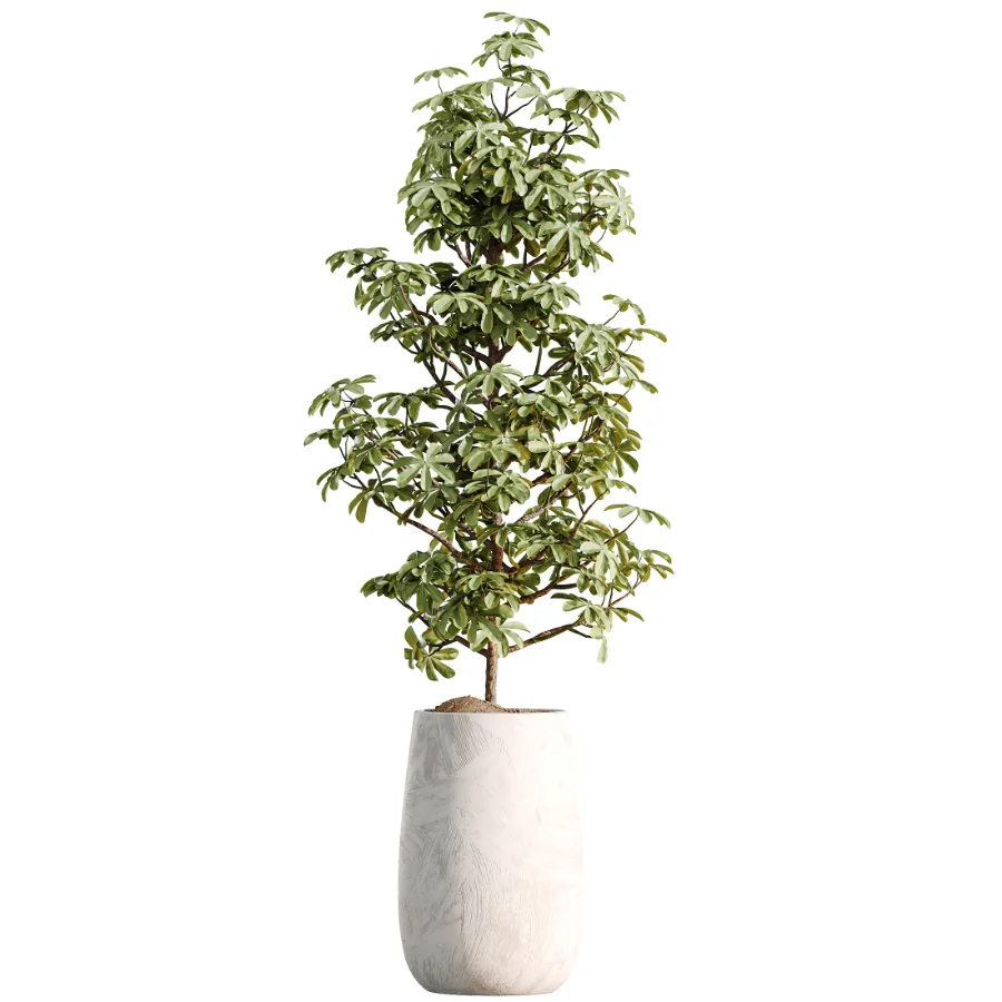 AV Indoor Plants Set 485 Ficus Elastica and Olive Eucalyptus and Yucca Elephantipes and Schefflera Arboricola and Bird Of ParadiseBird Image 5