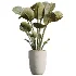 AV Indoor Plants Set 482 Peace Lily Banana Olive Yucca Orange - Thumbnail 6