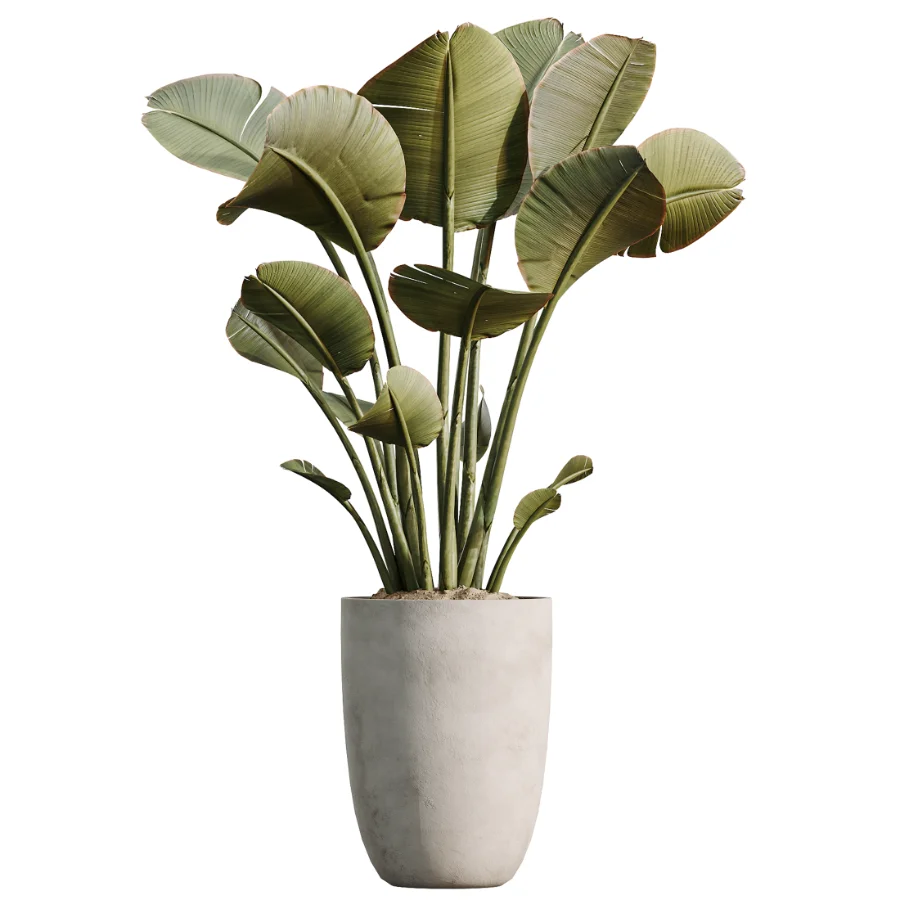 AV Indoor Plants Set 482 Peace Lily Banana Olive Yucca Orange Image 6