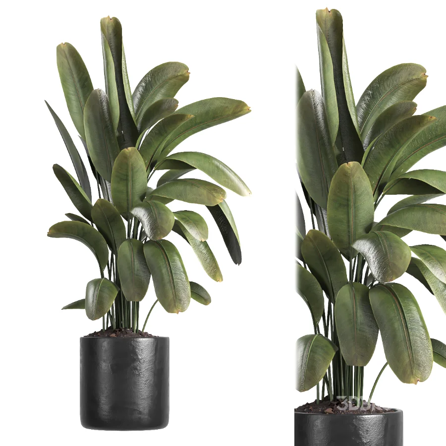 indoor plant 059 Image 2