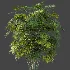 AV Plant Rhapis Excelsa Palm Bush 01 - Thumbnail 5