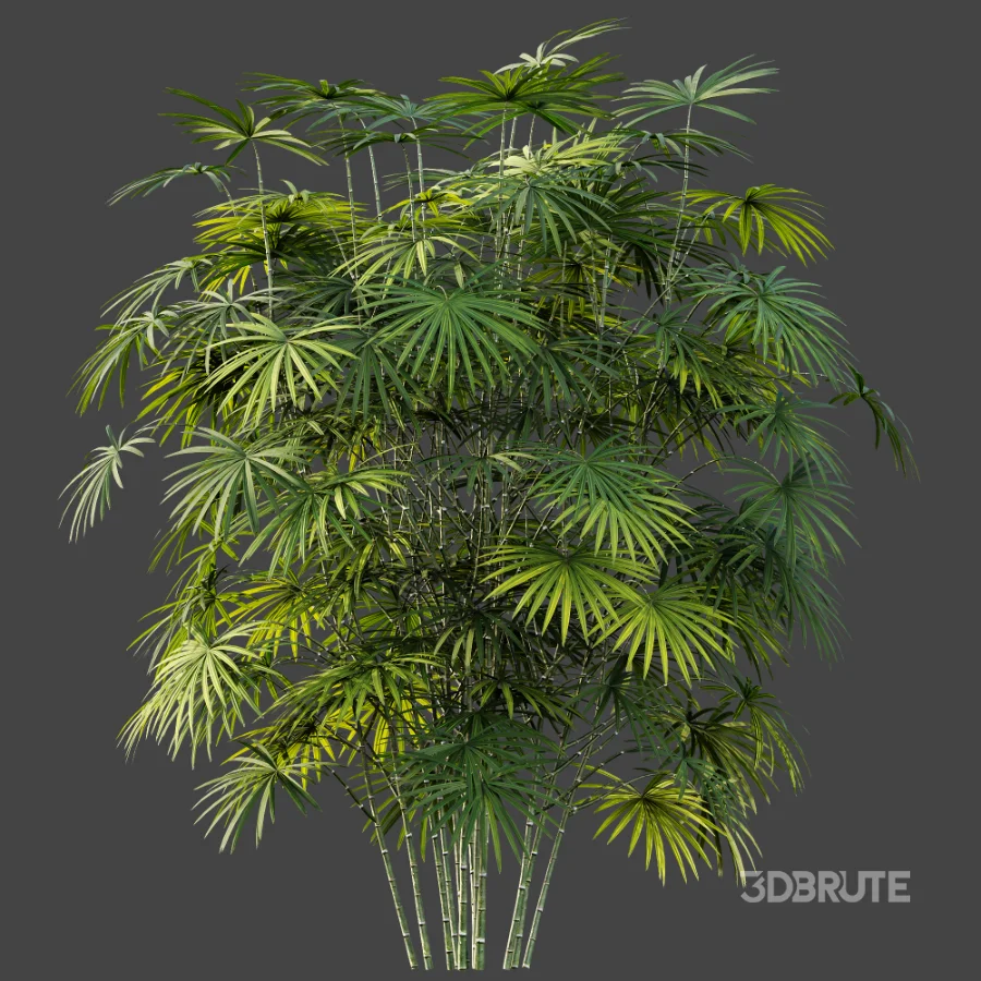 AV Plant Rhapis Excelsa Palm Bush 01 Image 5