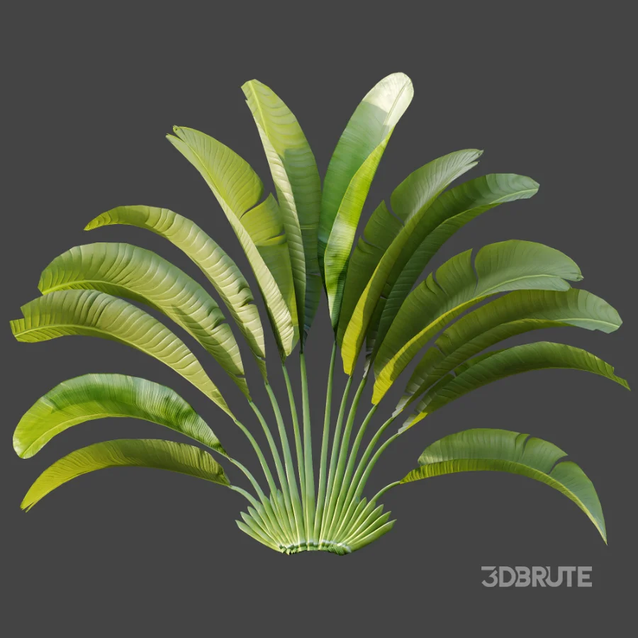 AV Plant Strelitzia Nicolai Palm Bush 01 Image 5