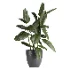 indoor plant 079 - Thumbnail 1