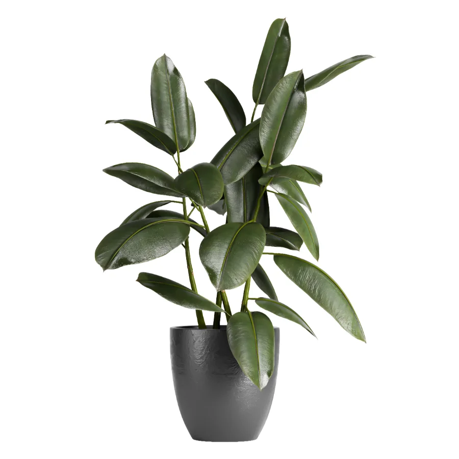 indoor plant 079 Image 1