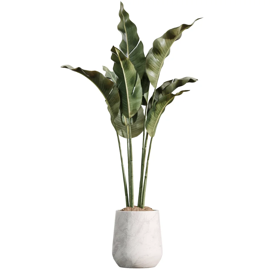 AV Indoor Plants Set 485 Ficus Elastica and Olive Eucalyptus and Yucca Elephantipes and Schefflera Arboricola and Bird Of ParadiseBird Image 2