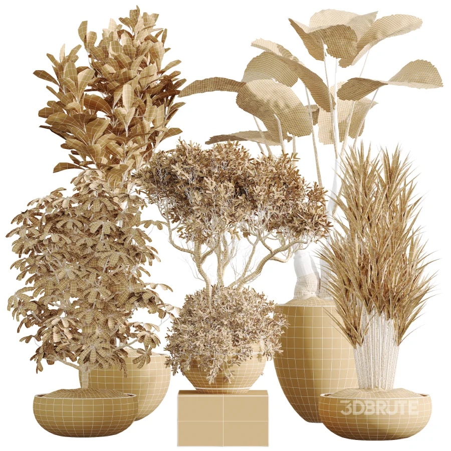 AV Indoor Plants Set 472 Yucca Elephantipes and Chemlali Olive and Cunjevoi Alocasia and Schefflera Arboricola and Ficus macrocarpa Image 9