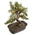 christmas_bonsai02 Units: Centimeters Dimension: 89.89 x 61.63 x 105.18 Polys: 967 650 XForm: No Box Trick: No Model Parts: 69 - Thumbnail 1