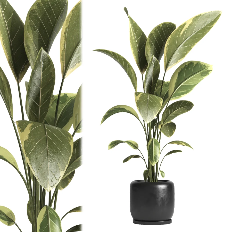 indoor plant 043 Image 3