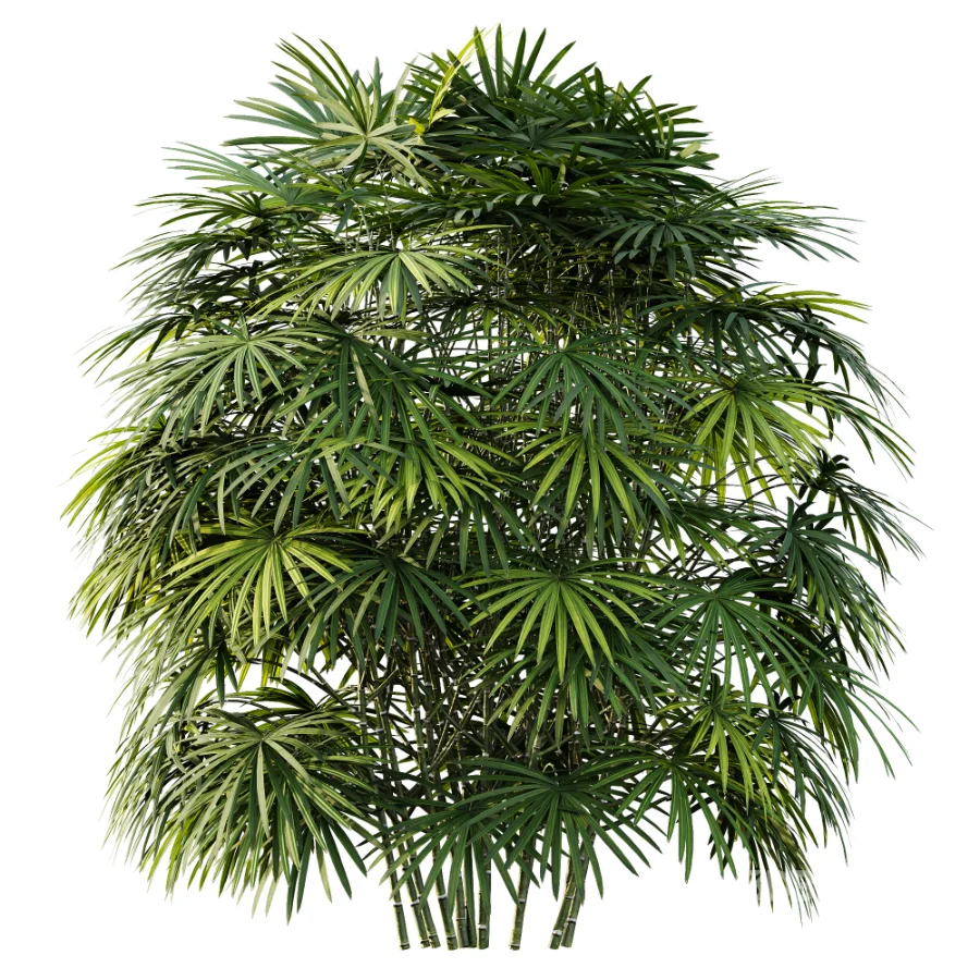 AV Plant Rhapis Excelsa Palm Bush 01 Image 1
