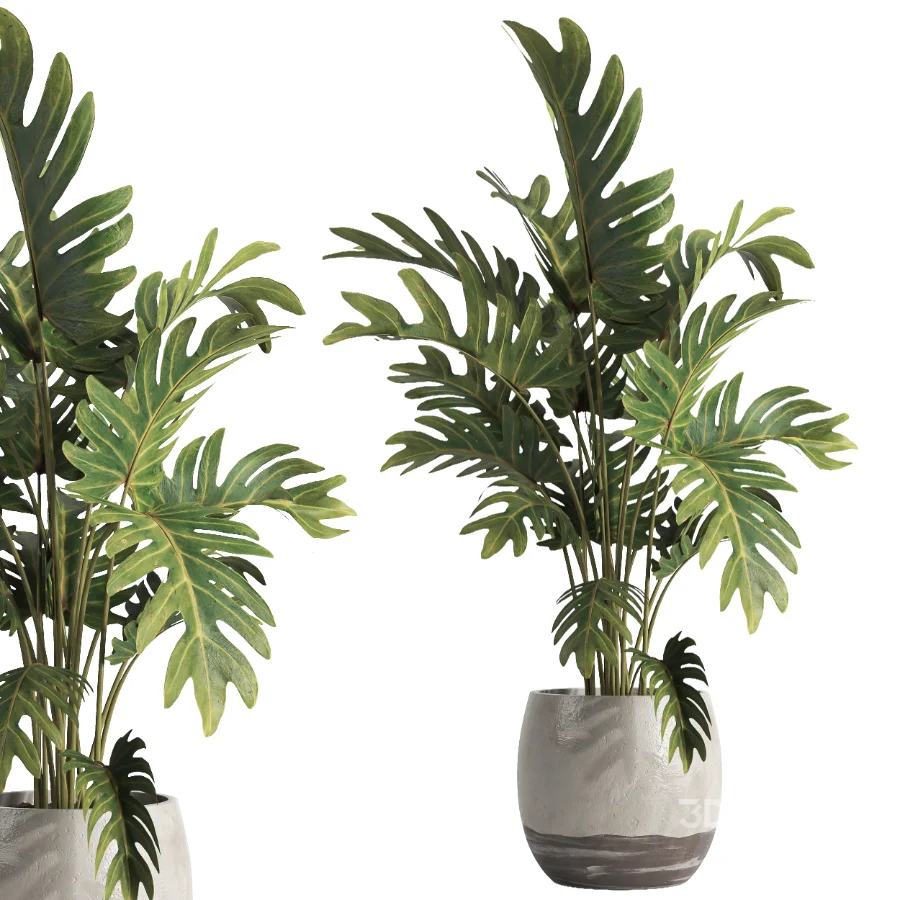 indoor plant 074 Image 4