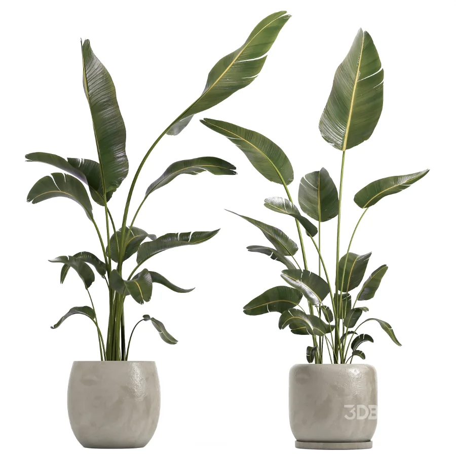 indoor plant 073 Image 2