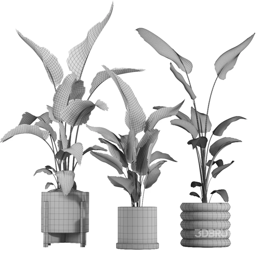 Nicolai set – indoor plant 75 Image 4