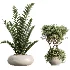 AV Indoor Plants Set 483 Zamiifolia Olive ParadiseBird Orange Tree - Thumbnail 7
