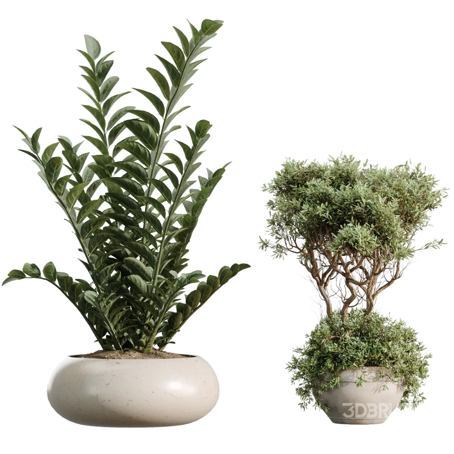 AV Indoor Plants Set 483 Zamiifolia Olive ParadiseBird Orange Tree Image 7