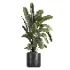 indoor plant 059 - Thumbnail 1