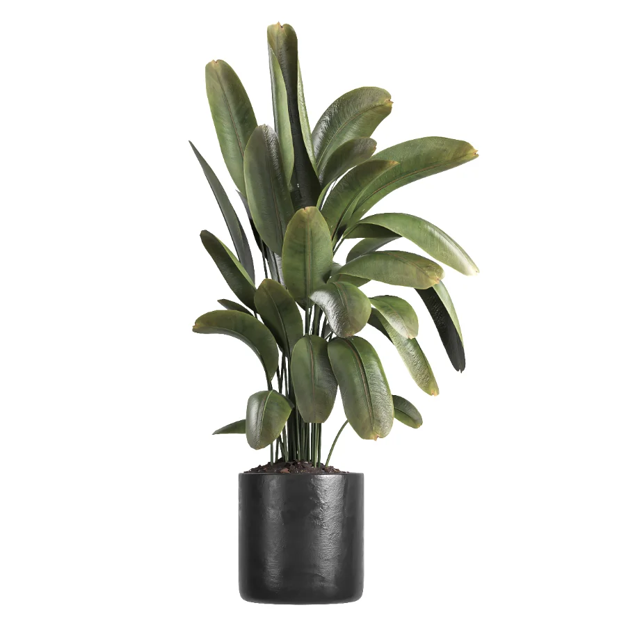 indoor plant 059 Image 1