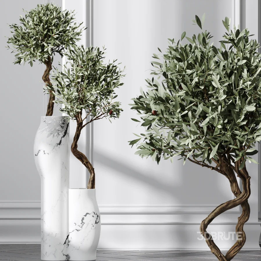 AV Indoor Plants Set 476 Yucca Elephantipes and Olive Tree and Zamioculcas Zamiifolia and Peace Lily Image 1