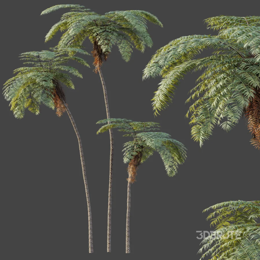 AV Plant Sphaeropteris Lepifera Palm Tree 01 Image 2