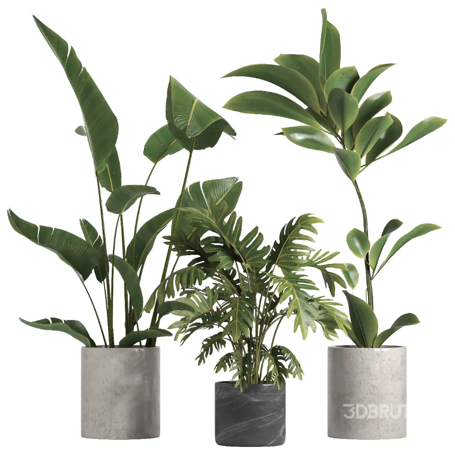 indoor plant 055 Image 1