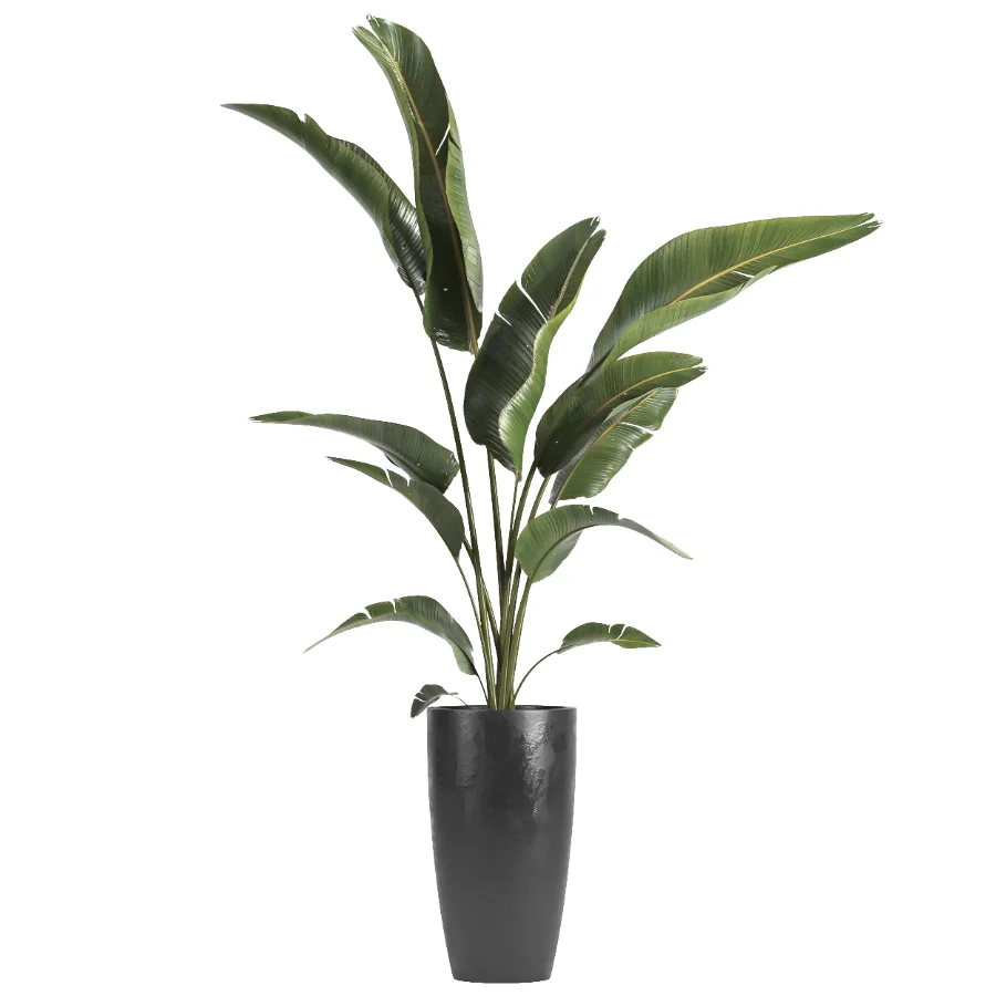 indoor plant 071 Image 1