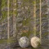 Rock Rough Moss - Thumbnail 4