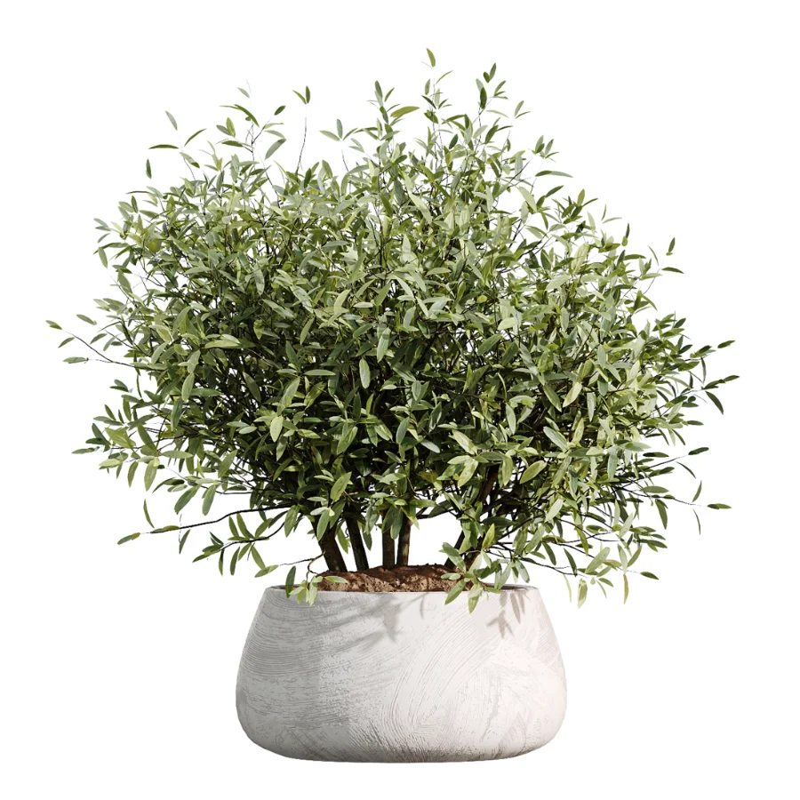 AV Indoor Plants Set 485 Ficus Elastica and Olive Eucalyptus and Yucca Elephantipes and Schefflera Arboricola and Bird Of ParadiseBird Image 1