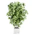 Ficus lyrata - Thumbnail 1