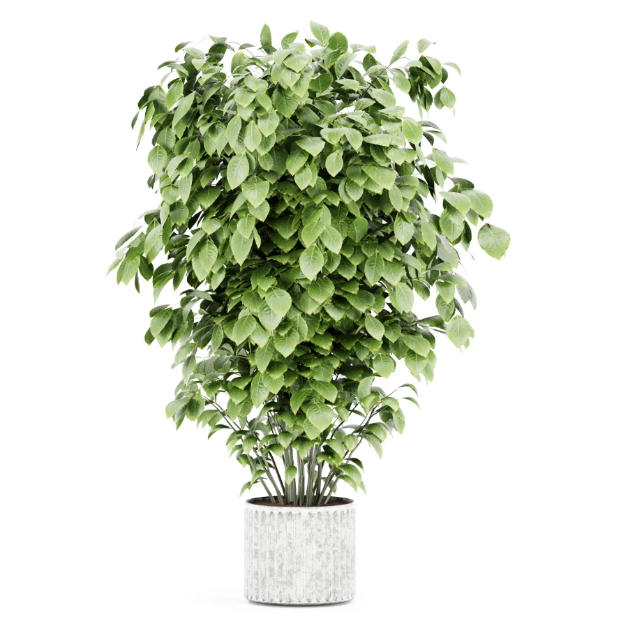 Ficus lyrata Image 1